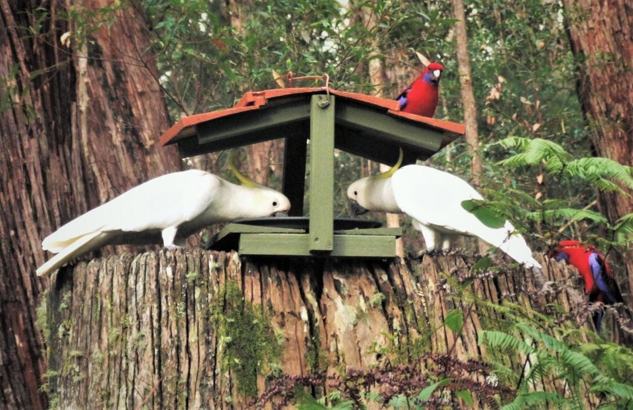 Springbrook Mountain Chalets Ngoại thất bức ảnh